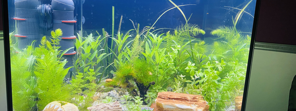 aquarium Eheim Vivaline 150L