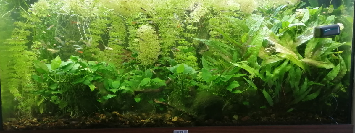 aquarium 200l soupe de guppys