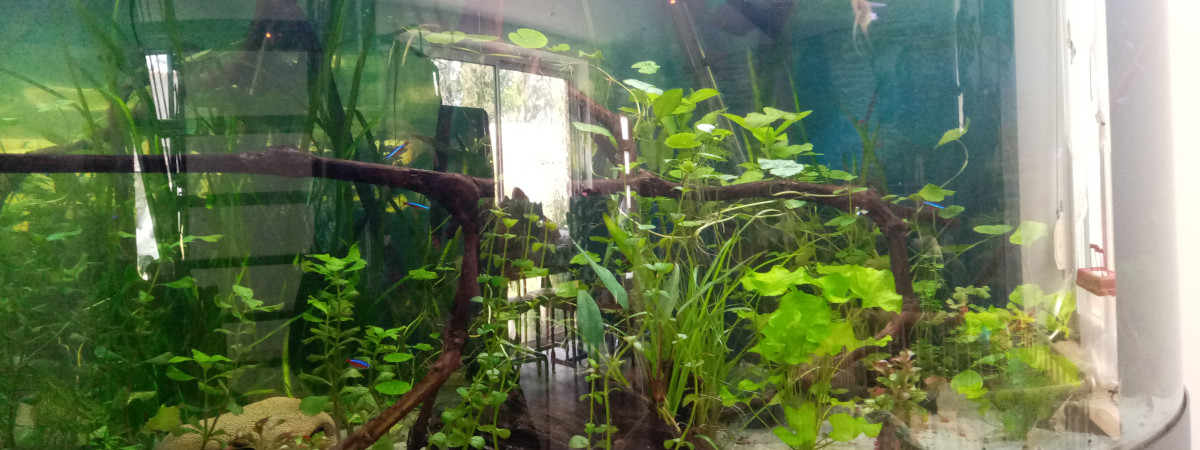 aquarium 350l angle