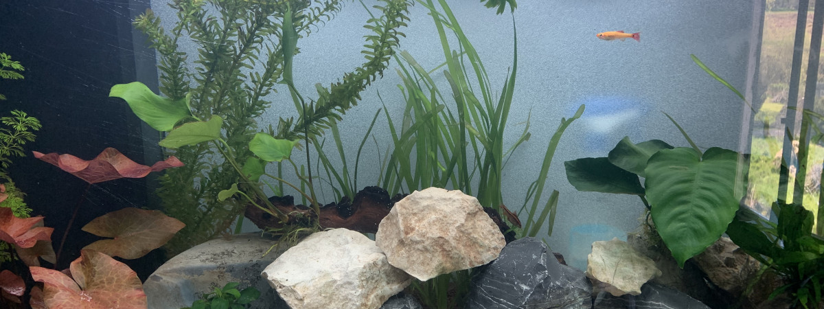 aquarium Aquarium nigros