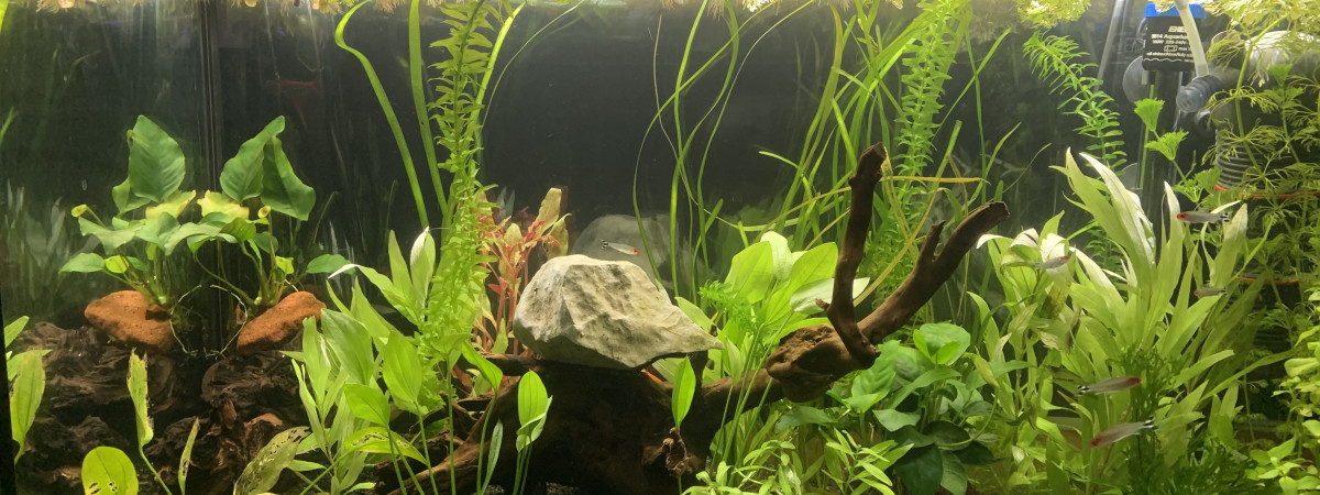 aquarium 126 litres communautaire
