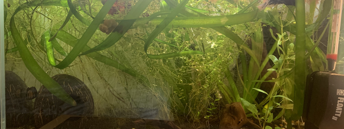 aquarium Aquarium betta
