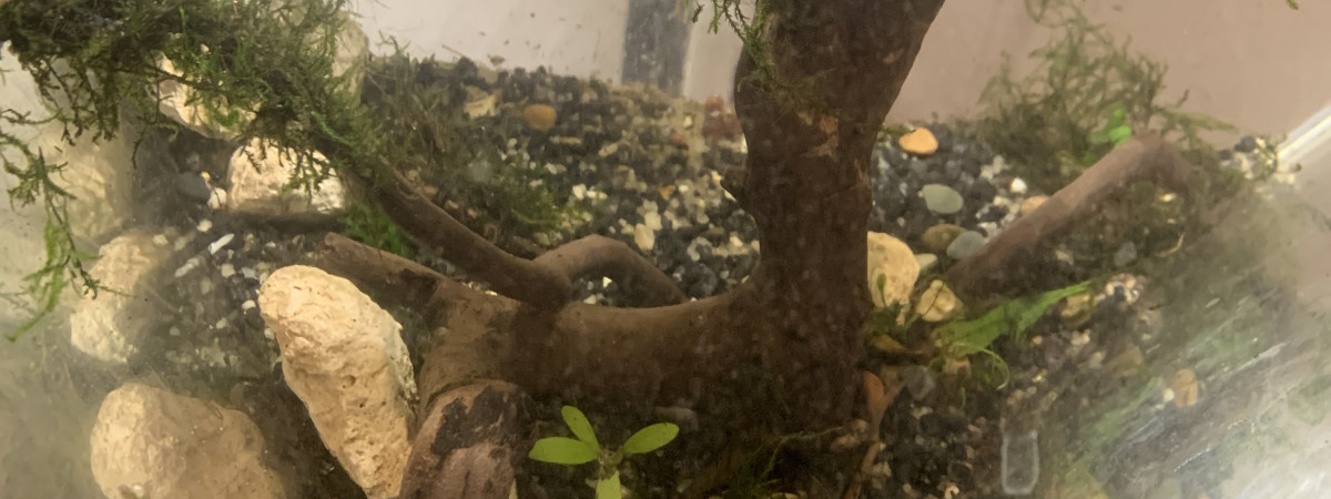 aquarium Mon petit arbre à crevette