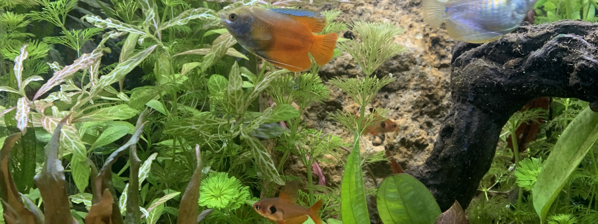 aquarium Mes colisa Damour