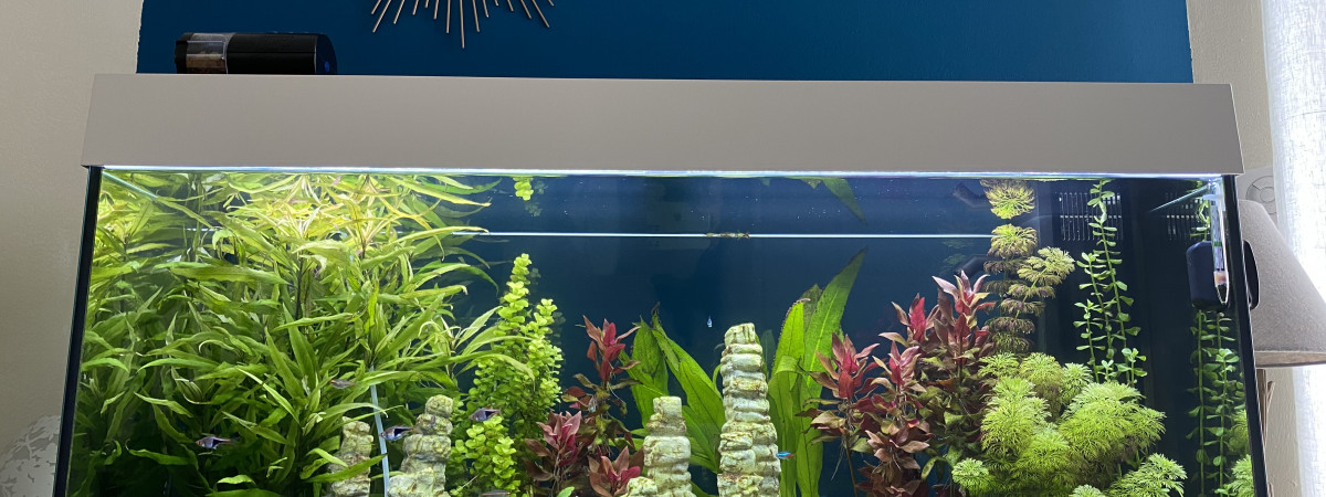 aquarium Aquarium