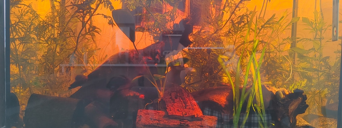aquarium Teste3. crevettes betta 60l net
