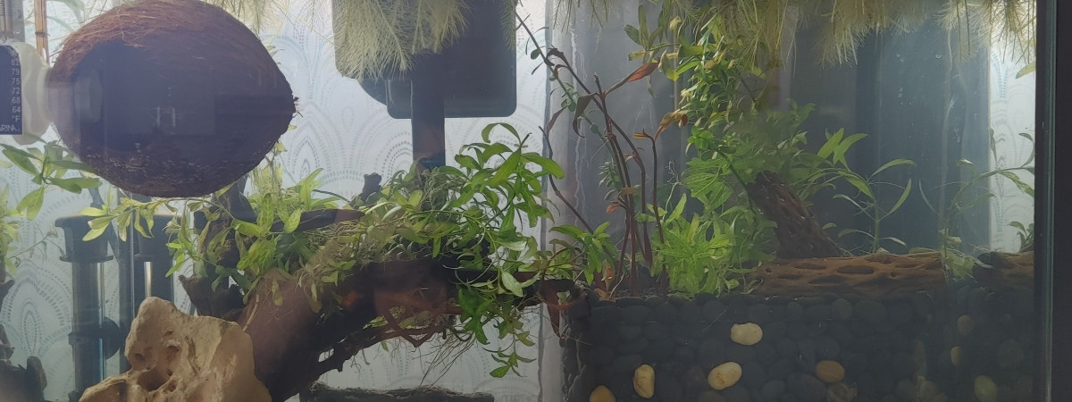 aquarium Aquarium de quarantaine 75l net