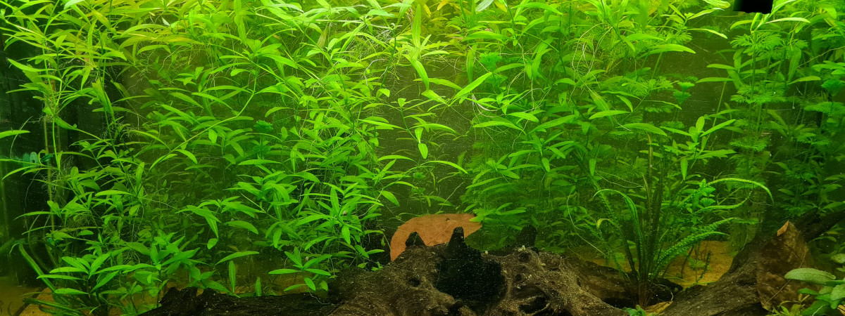 aquarium Amazonien