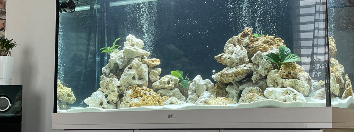 aquarium Malawi