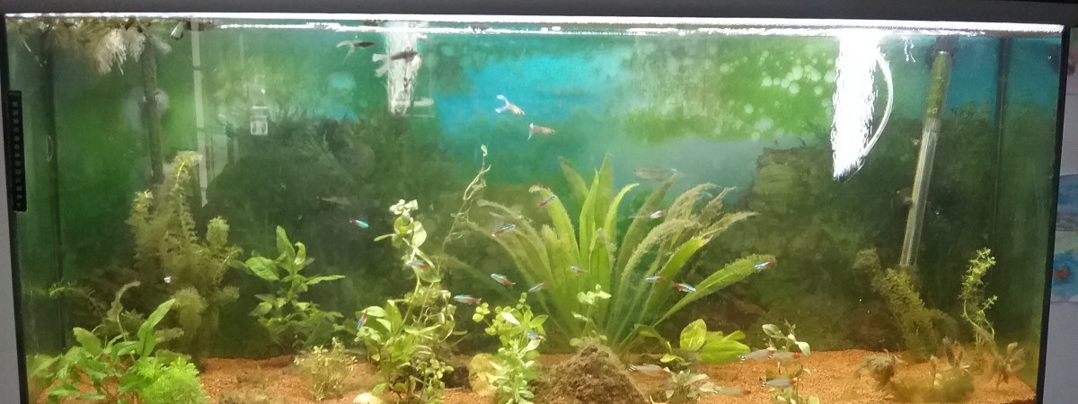 aquarium Aquarium communautaire 240litres brut