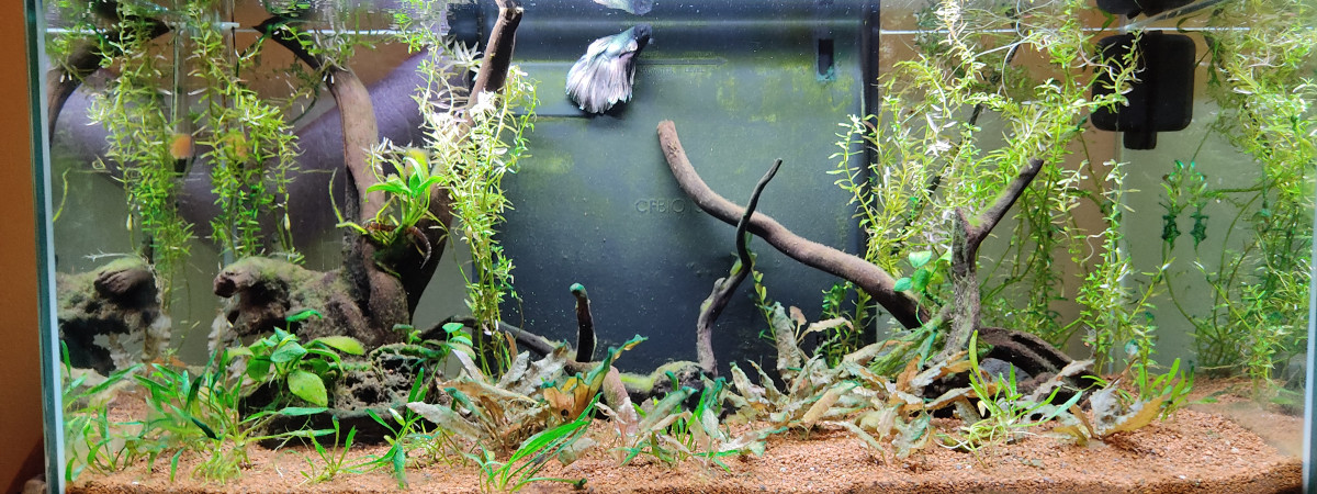 aquarium Aquarium Betta