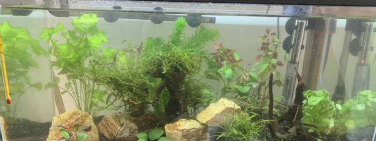 aquarium Asia60led