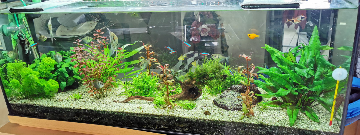 aquarium mon bac