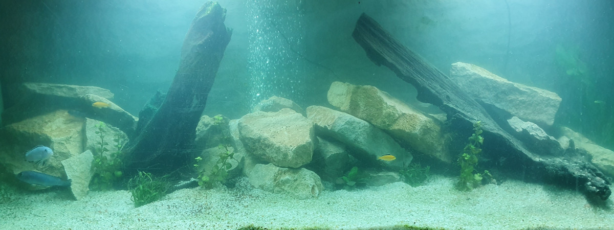 aquarium Cichlidés américains