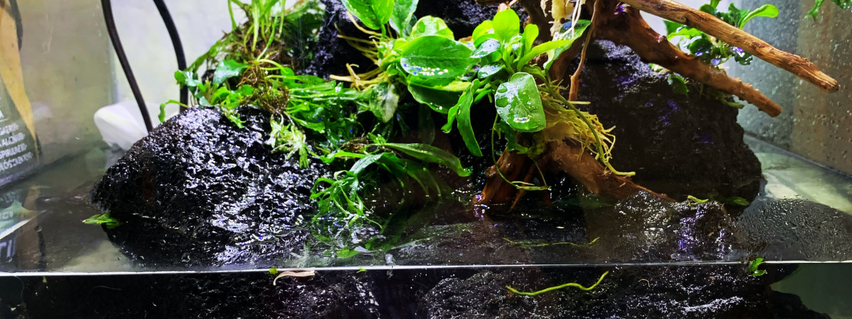 aquarium Ile aux crabes