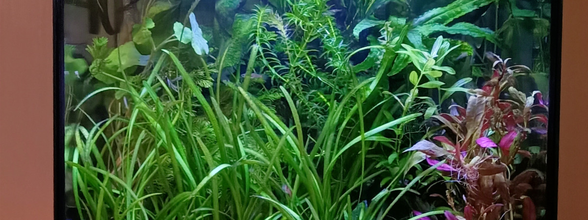 aquarium askoll 50l