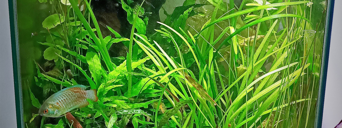 aquarium Nano cube 20l