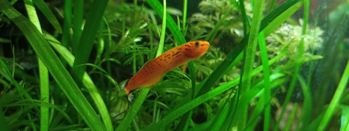 aquarium ma lampe de chevet 20l