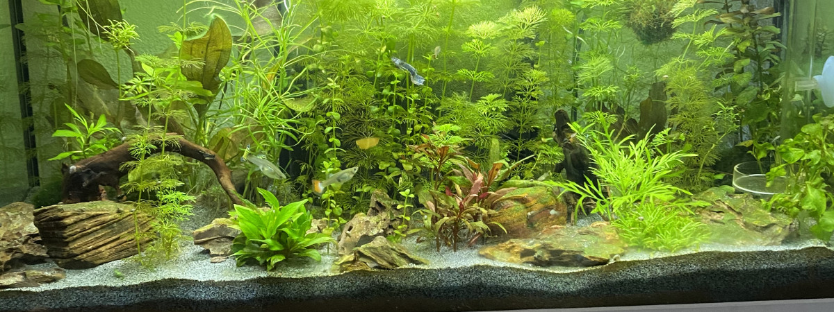 aquarium aquarium 1