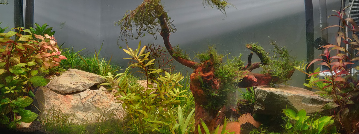aquarium Aqua100L