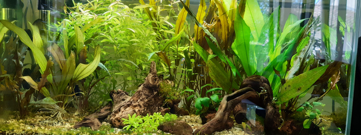 aquarium Aquarium