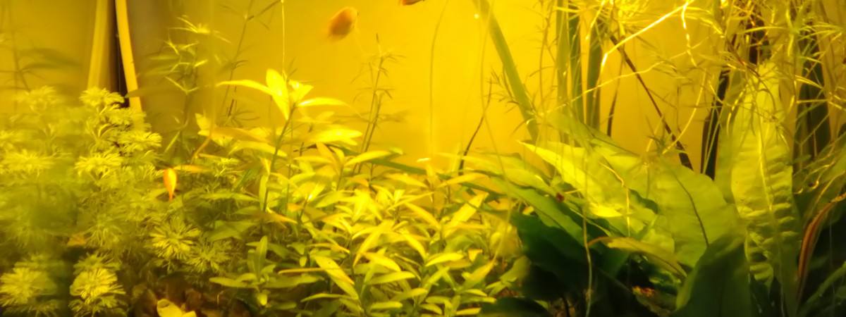 aquarium Biotope