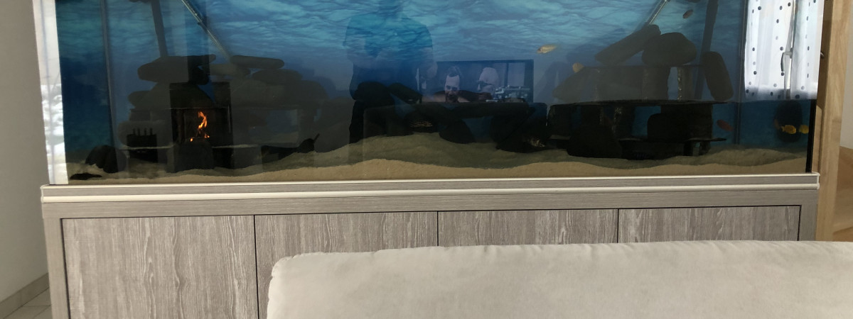aquarium Cichlidés