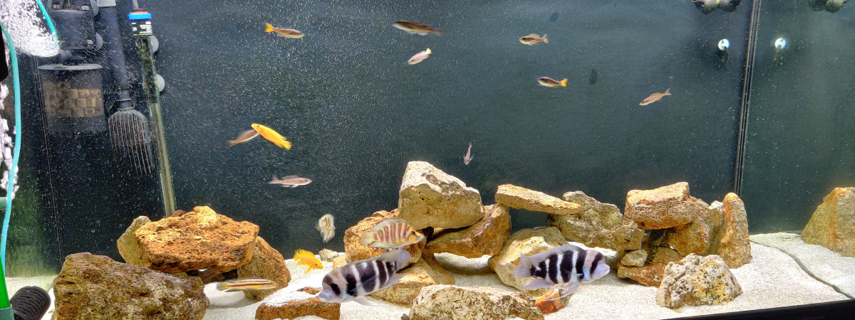 aquarium Tanganyika - 700 L