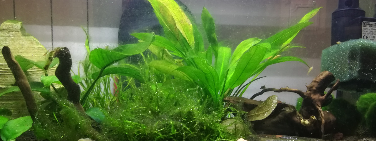aquarium TIPE malgré lui