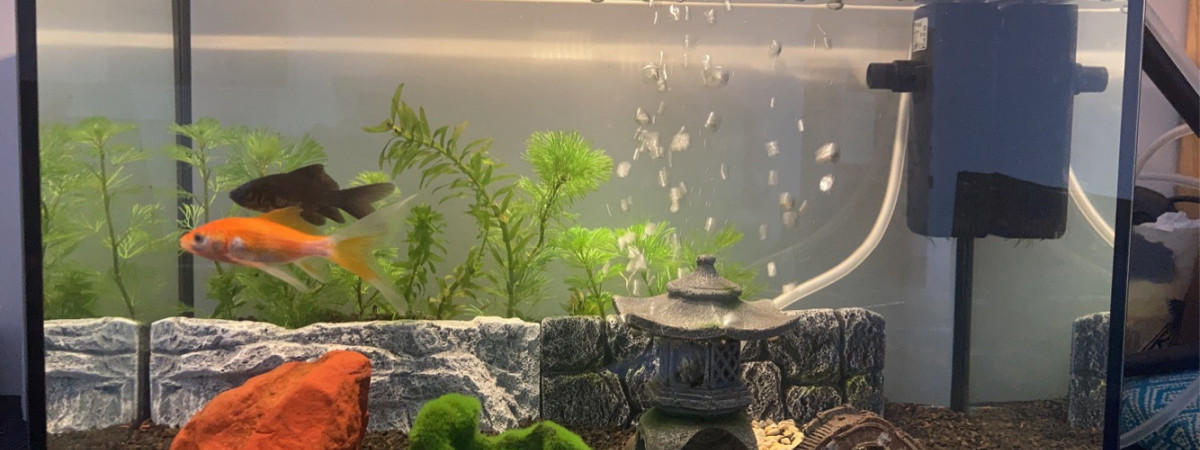 aquarium Aquarium 20L
