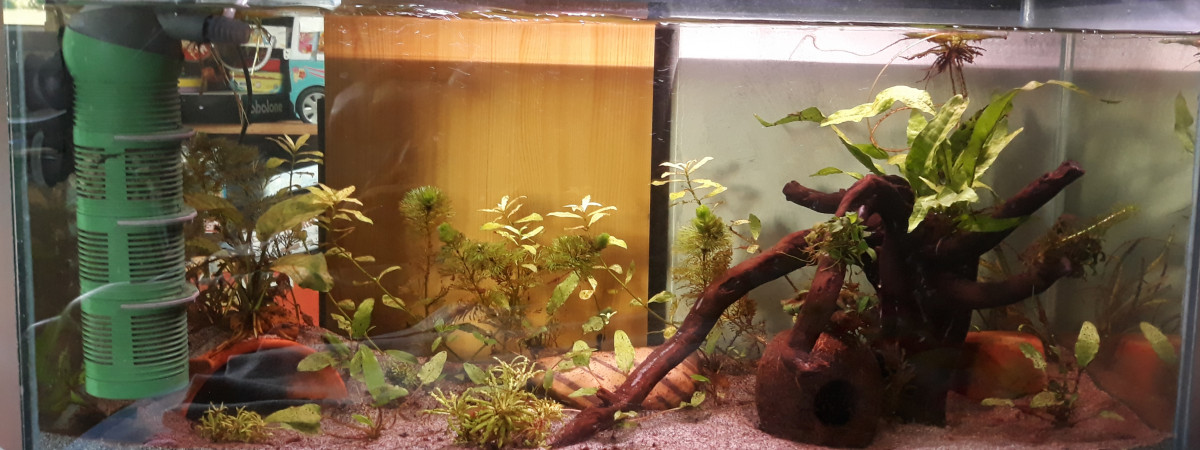 aquarium Axolotl