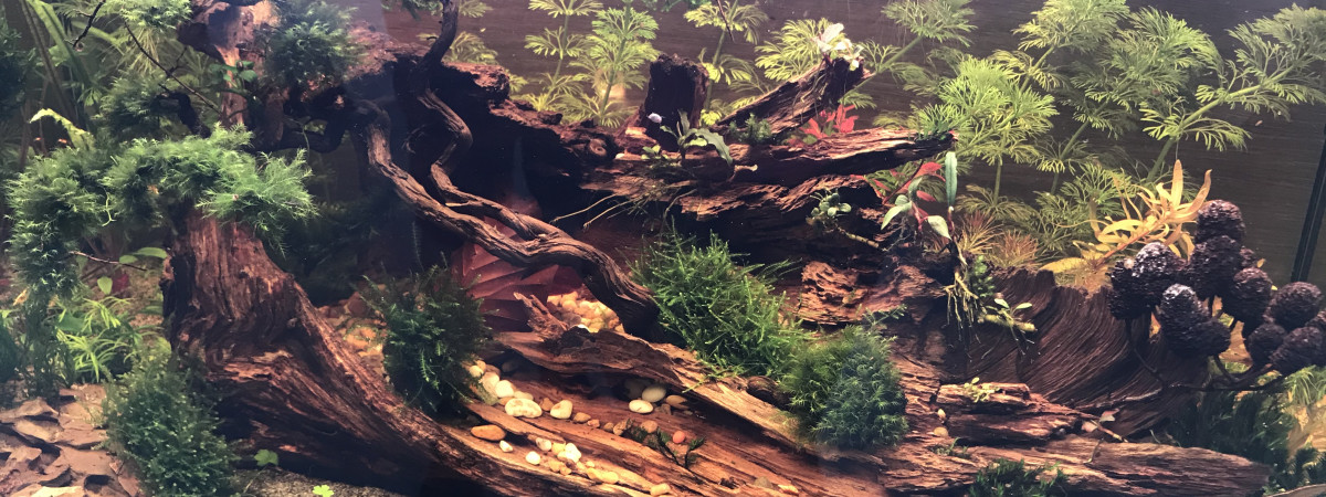 aquarium 60L
