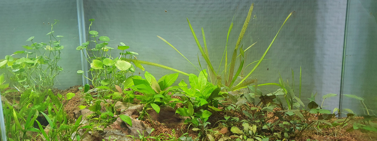 aquarium Spe Betta
