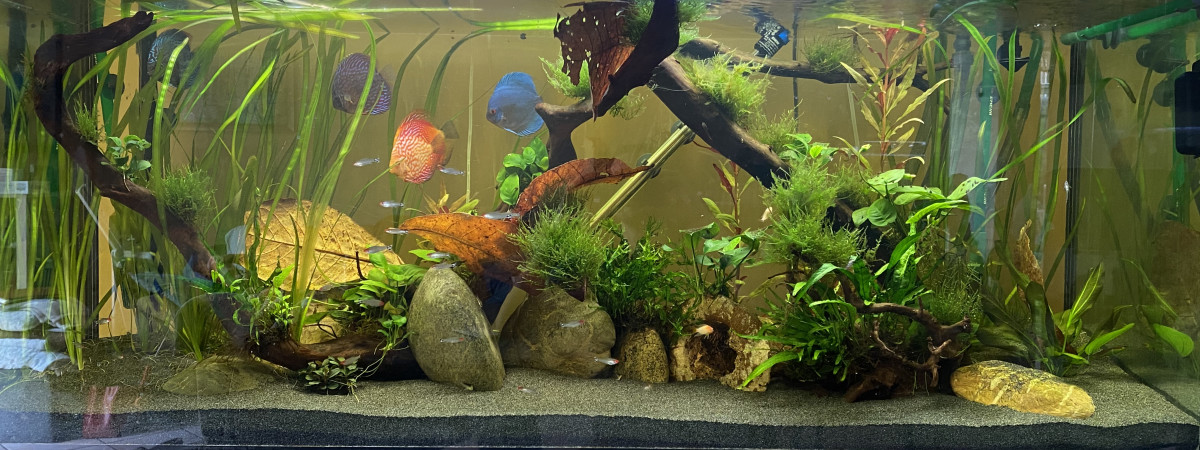aquarium Discus
