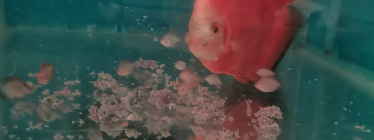 aquarium Bac de reproduction discus