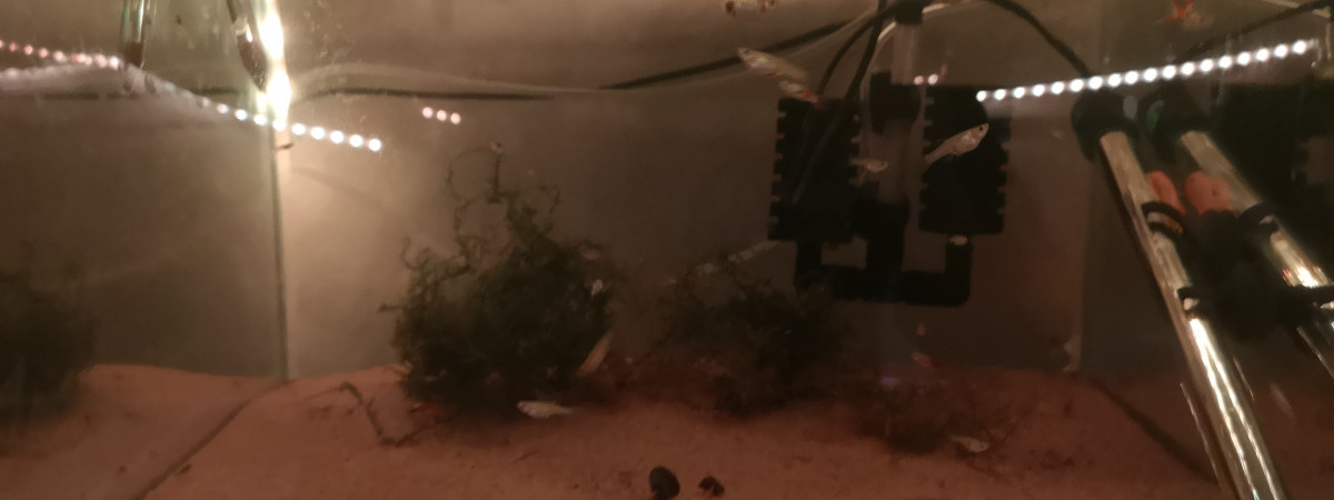 aquarium Stock jeune  guppy red cherry