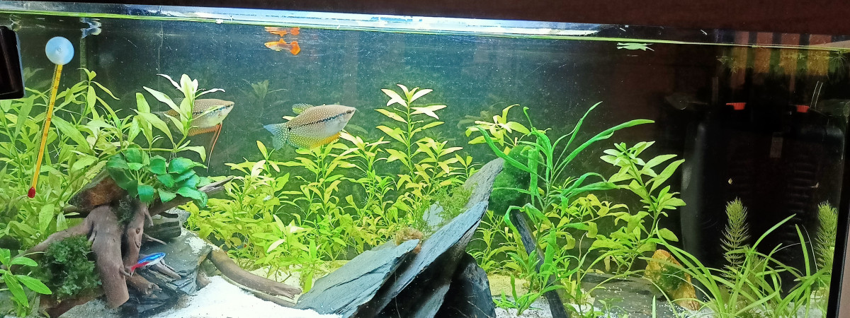 aquarium 100L
