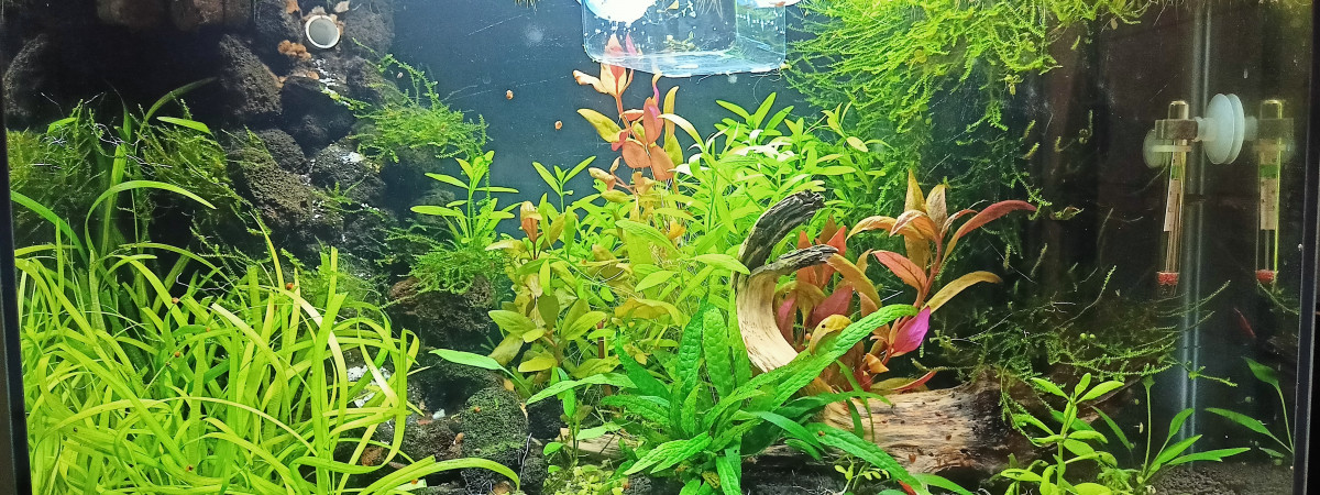 aquarium 60L