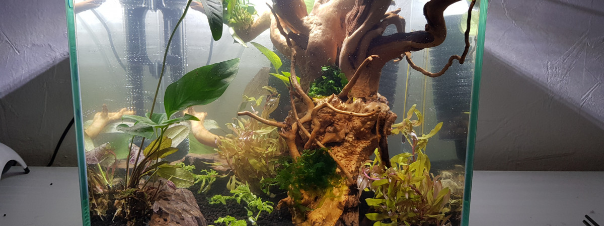 aquarium 33l betta
