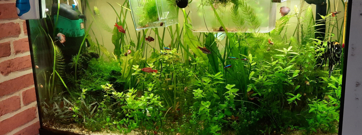 aquarium Fluval Vicenza 180
