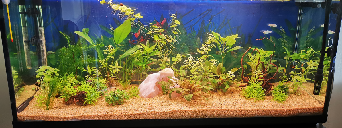 aquarium Commu