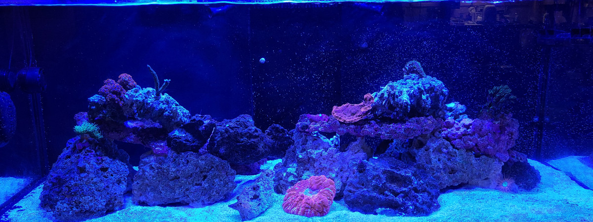 aquarium Reef