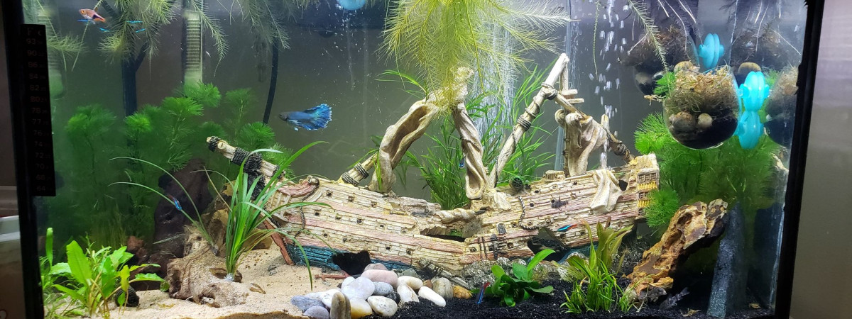 aquarium 30 gallon