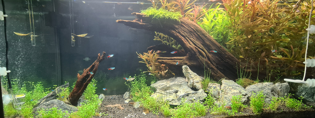 aquarium 200 l