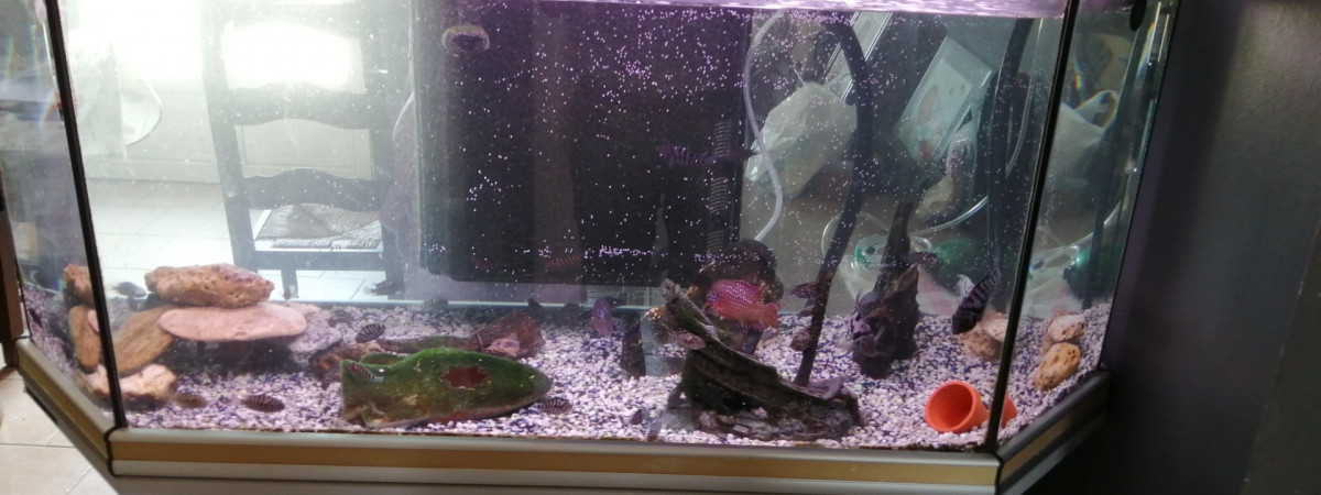 aquarium cichlidè