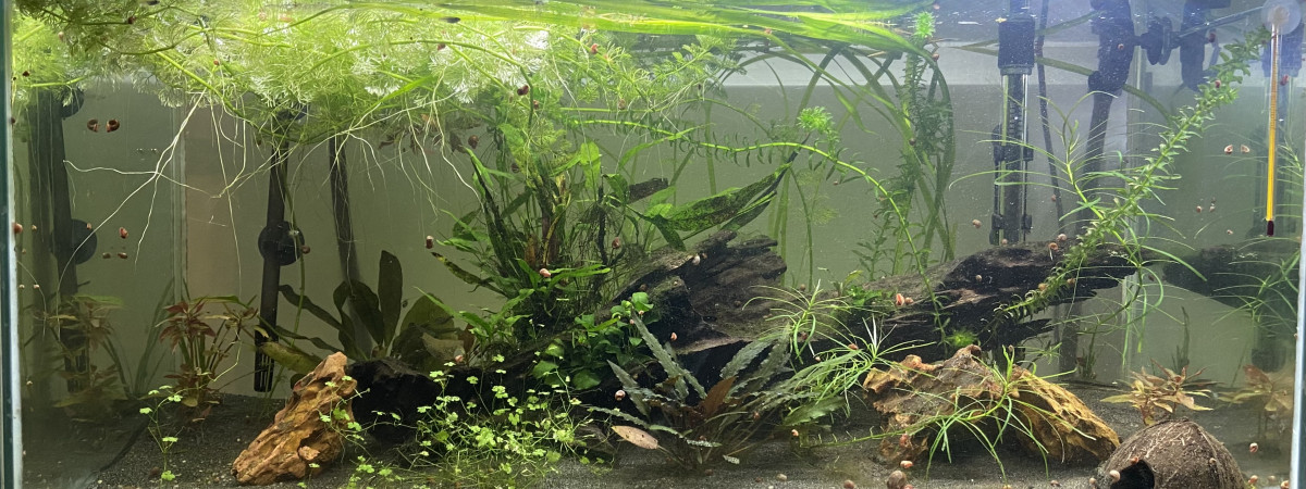 aquarium Bac 1