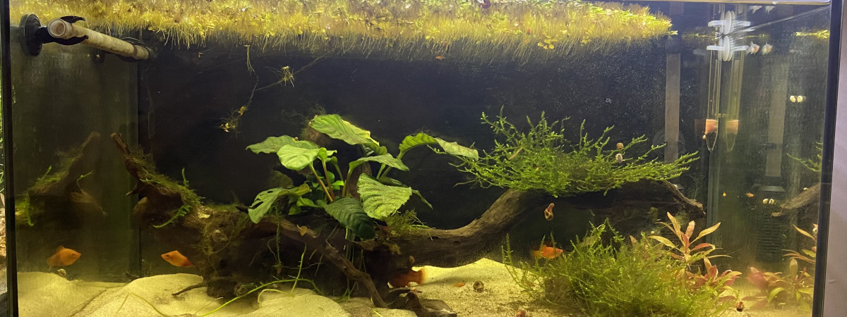 aquarium Bac 2