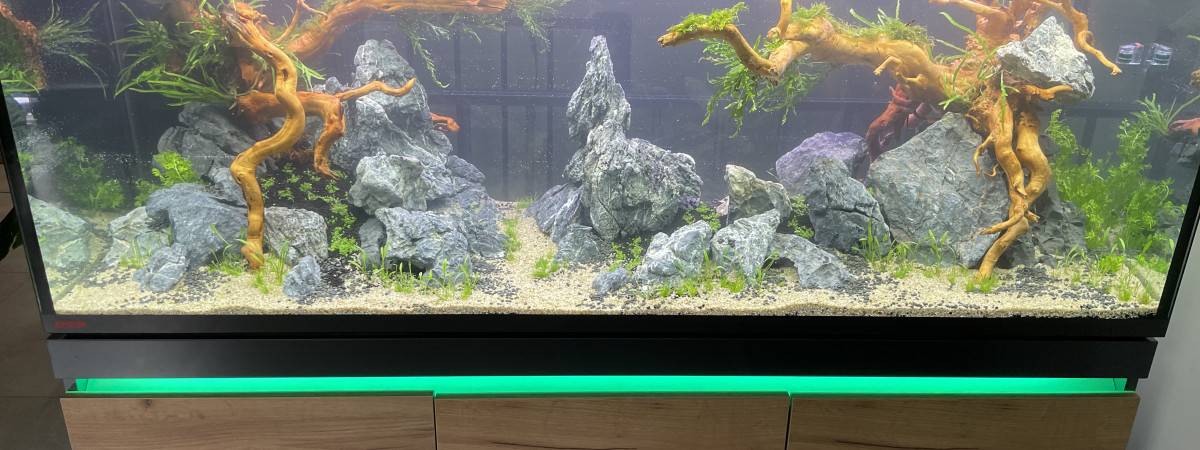 aquarium Clément salon