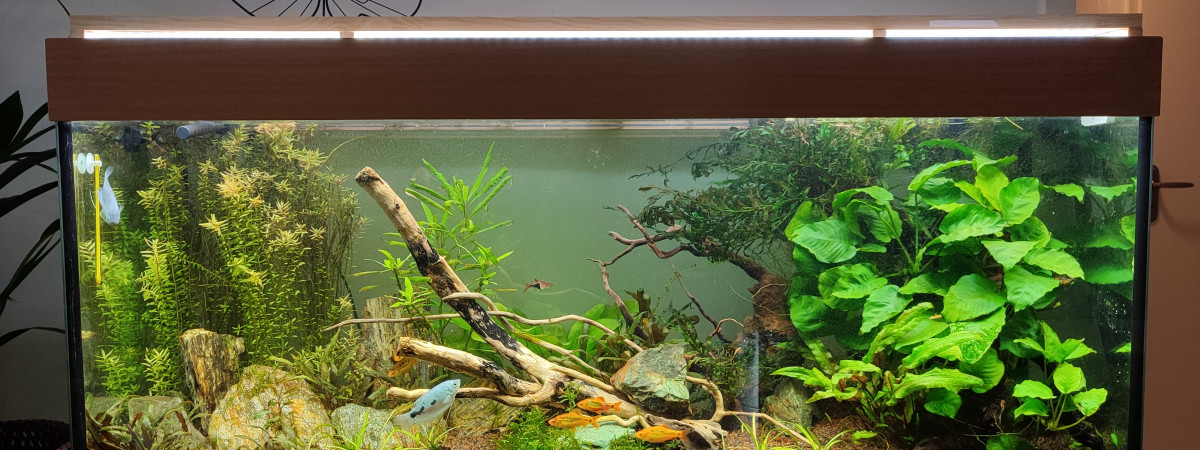 aquarium Amaziatique