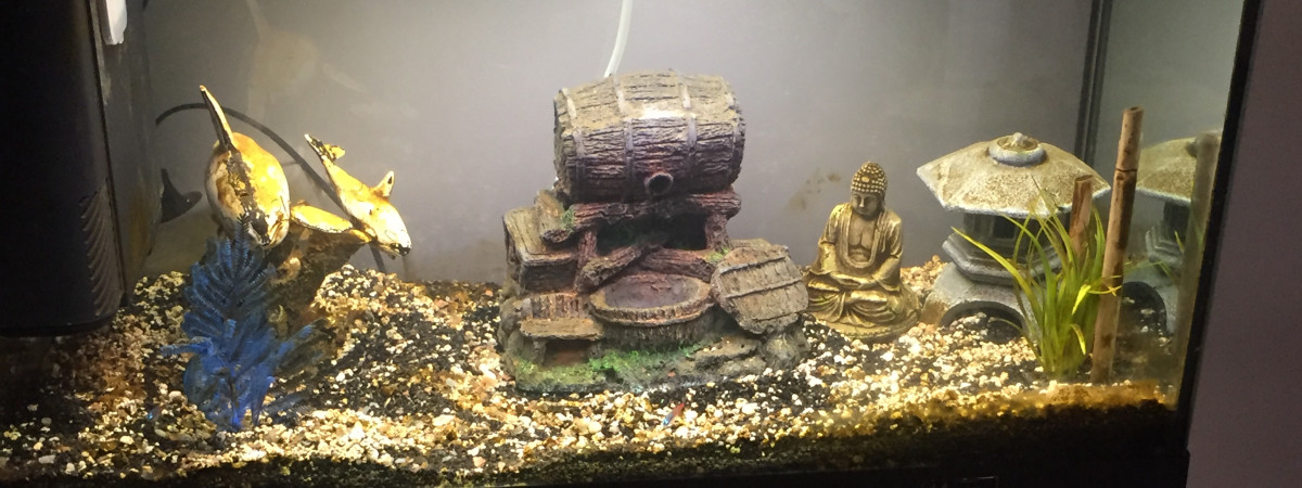 aquarium Macé florian